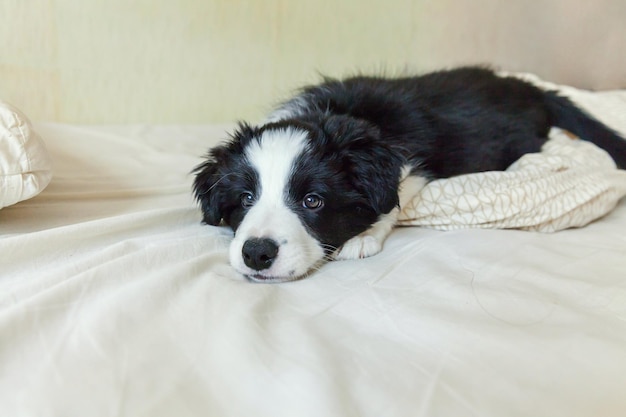 Funny portrait of cute smilling puppy dog border collie lay on pillow blanket in bed. New lovely member of family little dog at home lying and sleeping. Pet care and animals concept