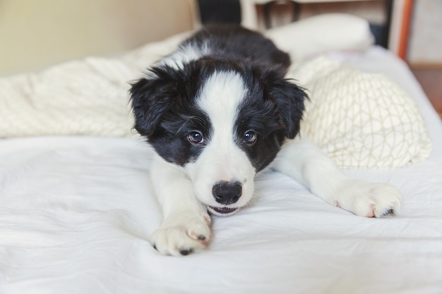 Funny portrait of cute smilling puppy dog border collie lay on pillow blanket in bed New lovely member of family little dog at home lying and sleeping Pet care and animals concept