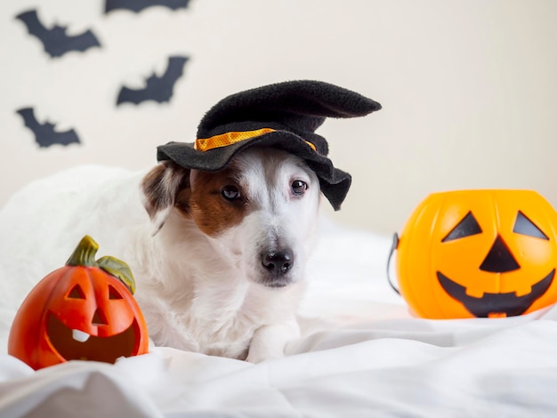 Funny portrait of a dog in a funny hat Halloween holiday