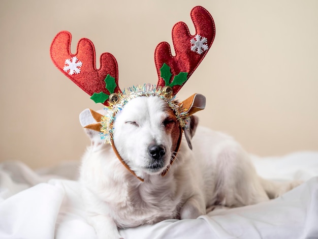 Funny Portrait of a Dog with Reindeer Antlers Concept of the New Year and Christmas