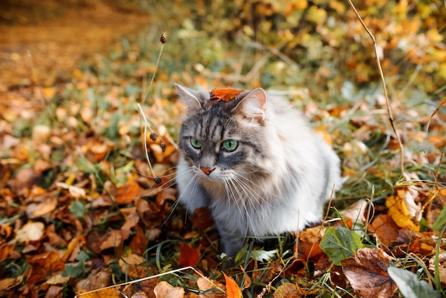 Funny portrait of a fluffy gray cat with green eyes outdoors in the forest.