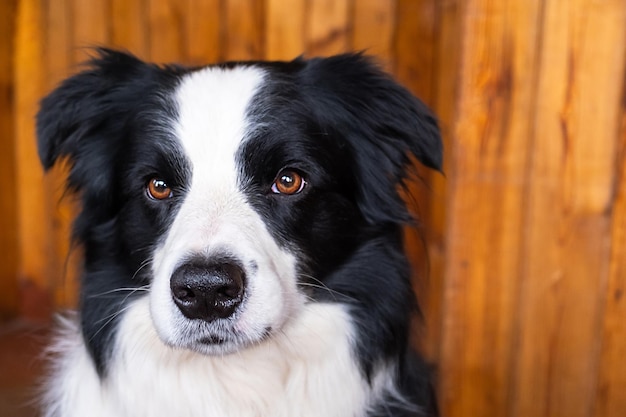 Funny portrait of puppy dog border collie indoors cute pet dog resting playing at home pet animal li