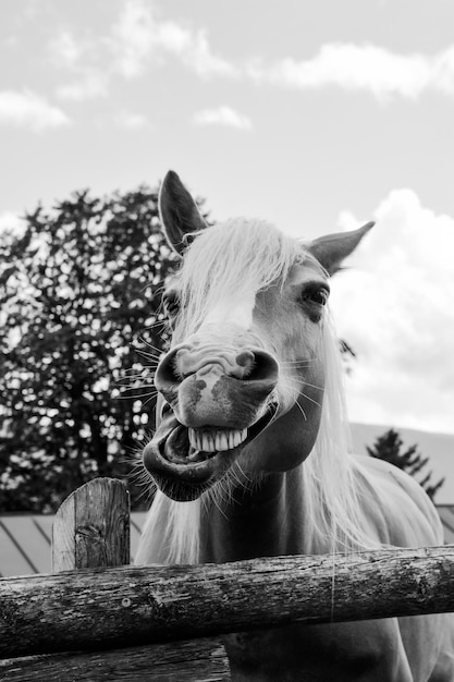 Funny portrait of a smiling horse against the background of the summer sky in a farm ranch Pet therapy and horse therapy concept Black and white version