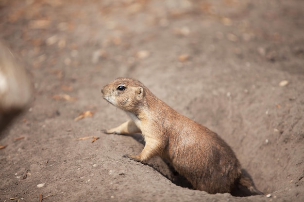 Funny prairie dog went out for a walk the wild life of the fauna of North America