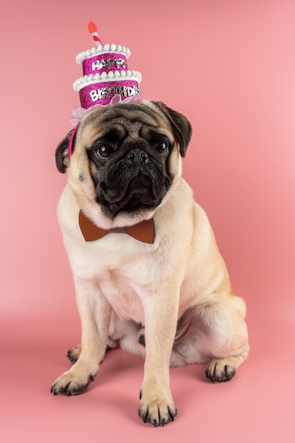 Funny Pug dog wearing pink happy birthday hat on pink.