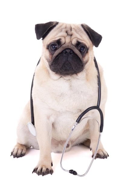 Funny pug dog with stethoscope isolated on white background