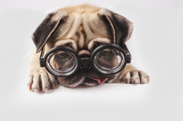 Photo funny pug with nerd glasses.