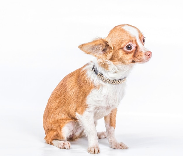 Funny puppy Chihuahua poses on a white background