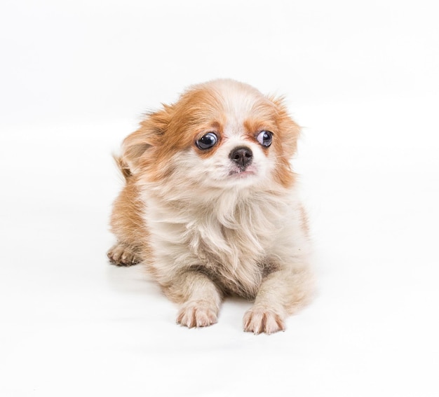 Funny puppy Chihuahua poses on a white background