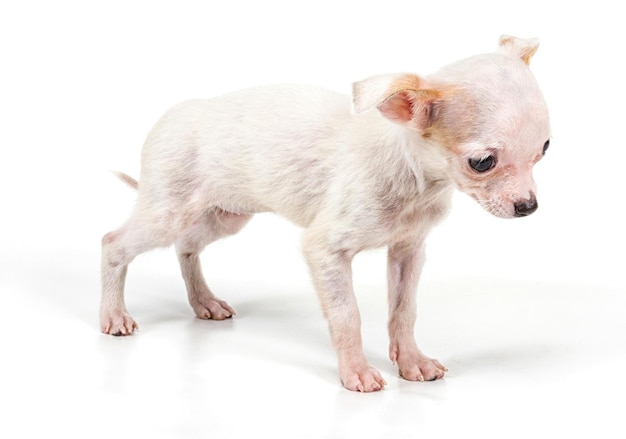 Funny puppy Chihuahua poses on a white background