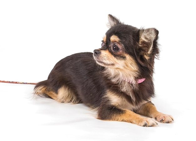 Funny puppy Chihuahua poses on a white background