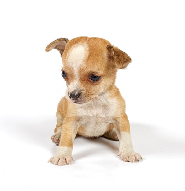 Funny puppy Chihuahua poses