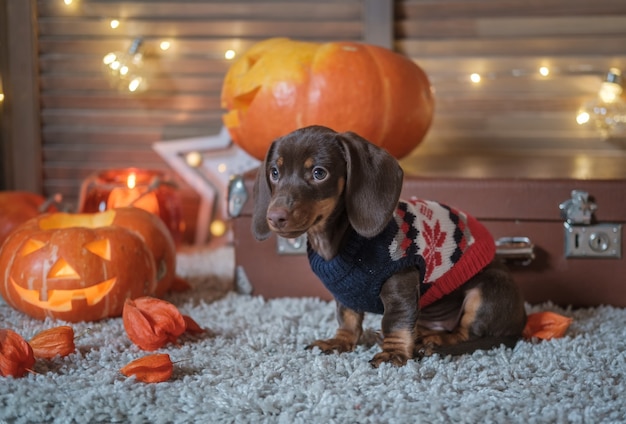 Funny puppy dachshund chocolate color on the background of beautiful orange pumpkins with candles in the holiday halloween