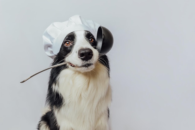 Funny puppy dog border collie in chef cooking hat holding kitchen spoon ladle in mouth isolated on w