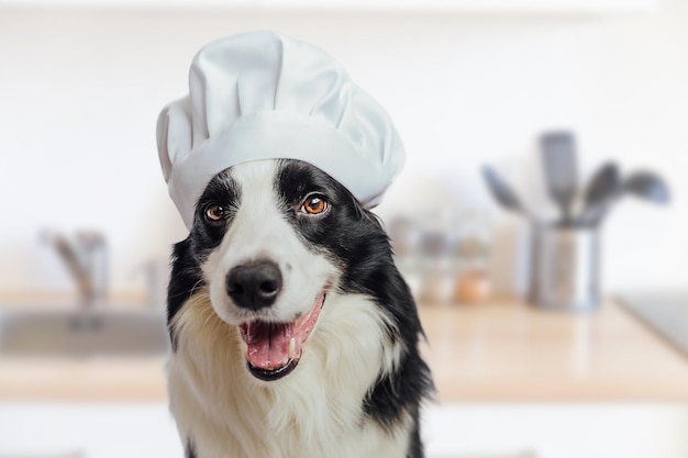 Funny puppy dog border collie in chef cooking hat on kitchen background chef dog cooking dinner home