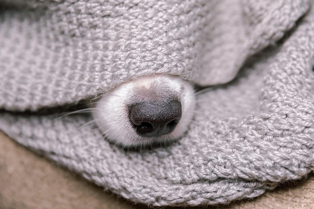 Funny puppy dog border collie lying on couch under warm knitted scarf indoors dog nose sticks out fr