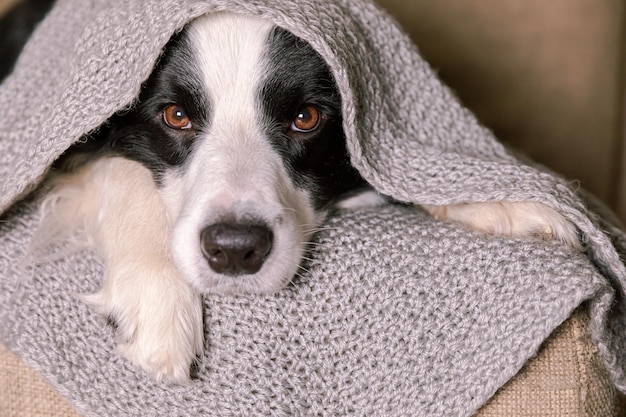 Funny puppy dog border collie lying on couch under warm knitted scarf indoors dog sticks out from un...