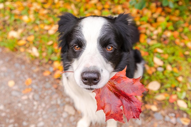 Funny puppy dog border collie with orange maple fall leaf in mouth sitting on park background outdoo