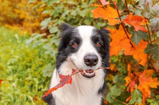 Funny puppy dog border collie with orange maple fall leaf in mouth sitting on park background outdoo