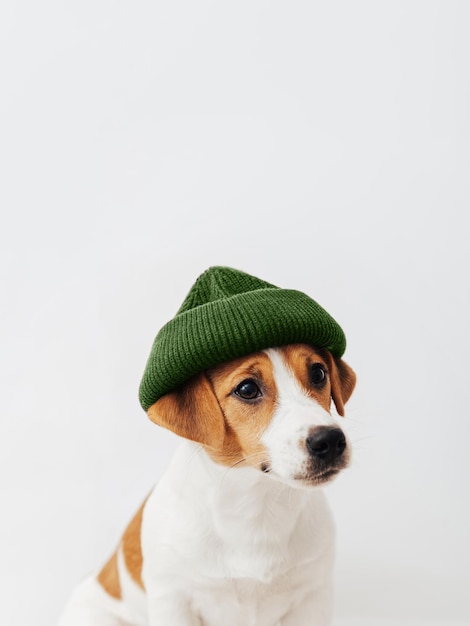 Funny puppy dog Jack Russell Terrier wearing a green knitted hat isolated on white background