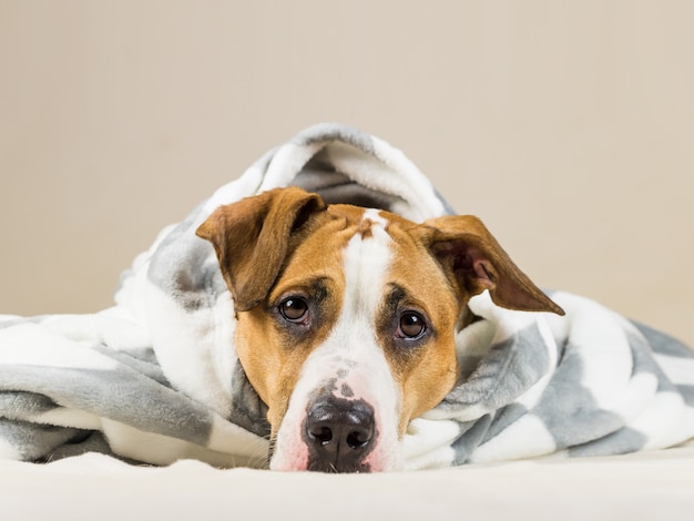 Funny puppy in warm throw blanket rests in bedroom