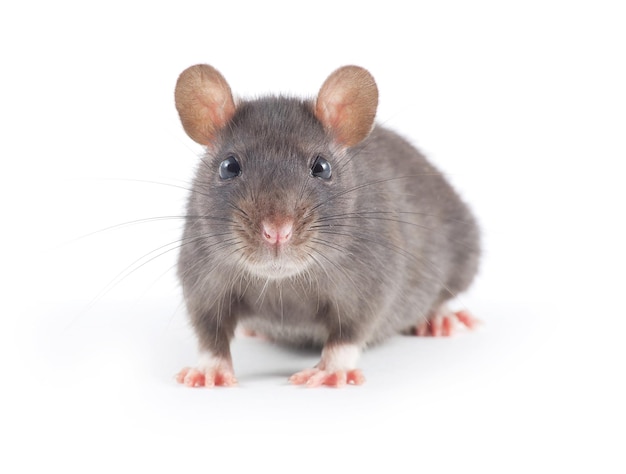 Funny rat closeup isolated on white background