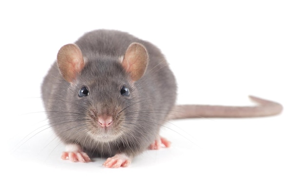 Funny rat closeup isolated on white background