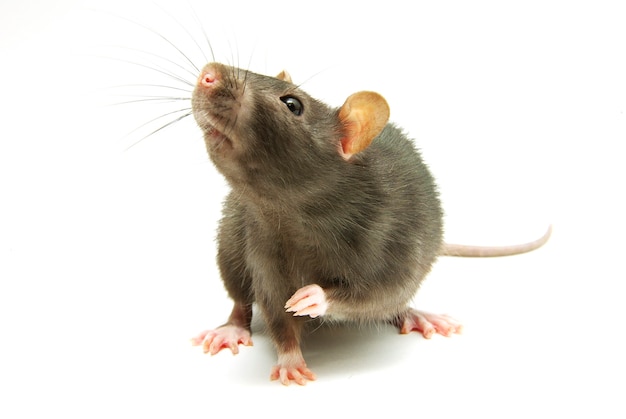 Funny rat  isolated on white background