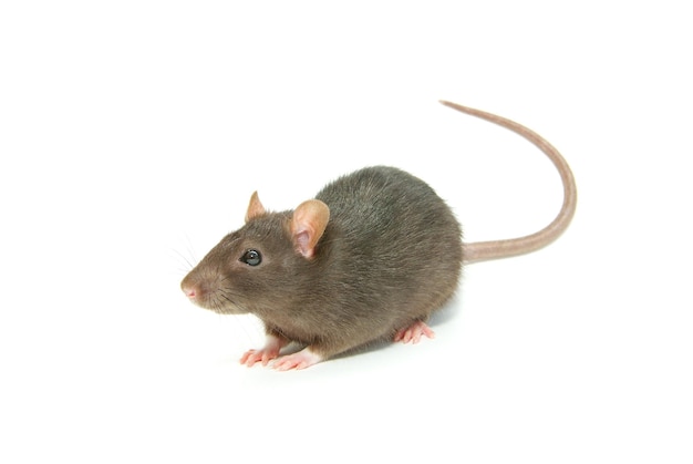 Funny rat isolated on white background