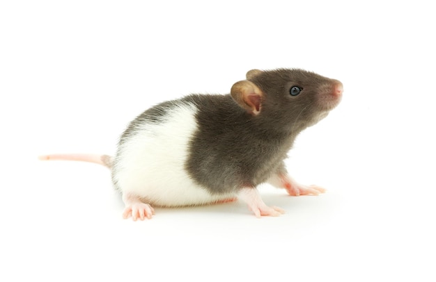 Funny rat isolated on white background