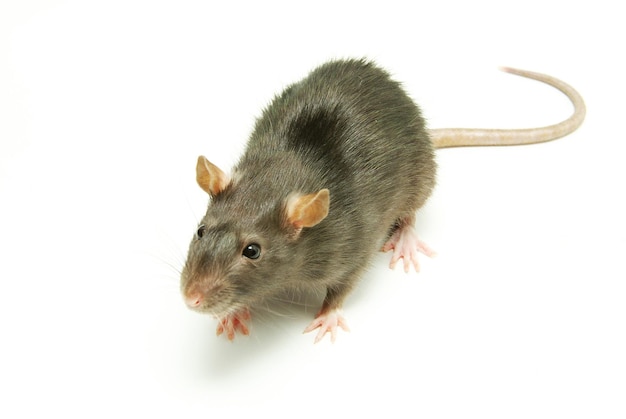 Funny rat isolated on white background