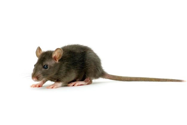 Funny rat isolated on white background