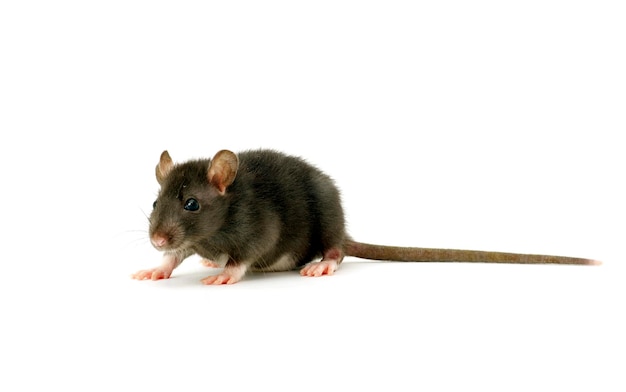 Funny rat isolated on white background