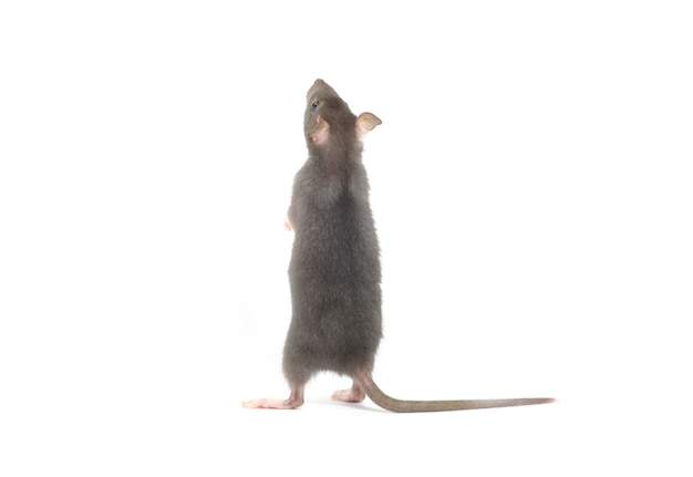 Funny rat isolated on white background