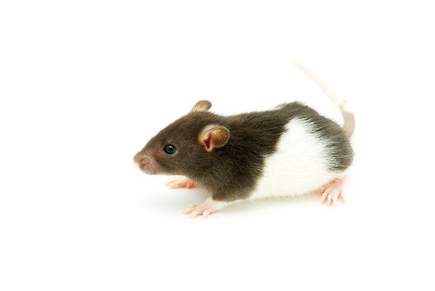 Funny rat  isolated on white background