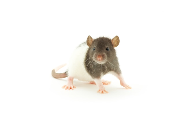 Funny rat isolated on white background