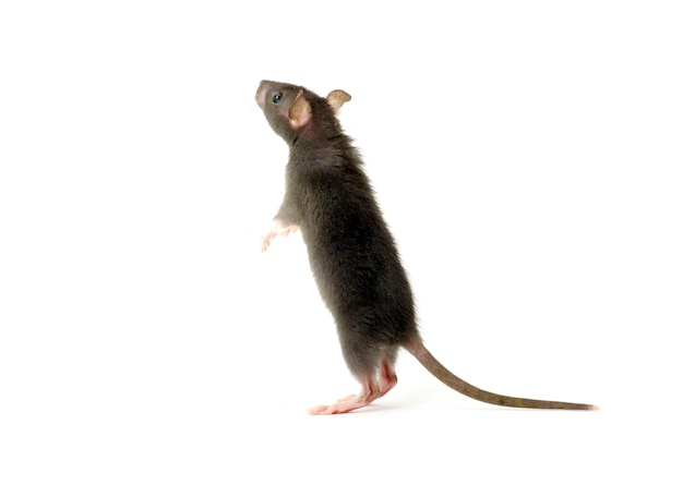 Funny rat  isolated on white wall