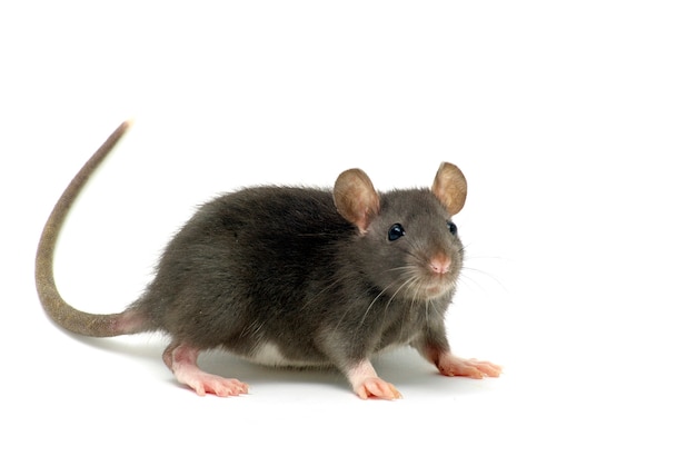 Funny rat  isolated on white wall