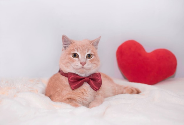 Funny red cat lies next to red toy heart on white background A card with fluffy cat for Valentine's Day Festive background with cat