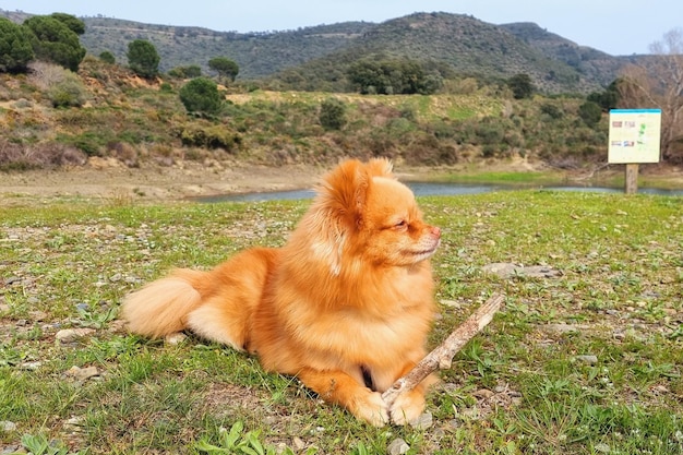 Funny red haired pomeranian spitz holds a wooden stick for playing on a grass lawn in mountains