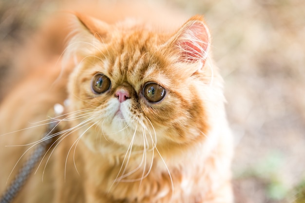 Funny Red Persian cat Portrait with a leash walking in the yard.