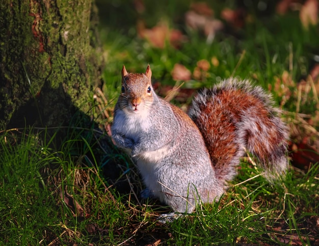 Funny red squirrel sits on grass near a tree in Hyde Park in London