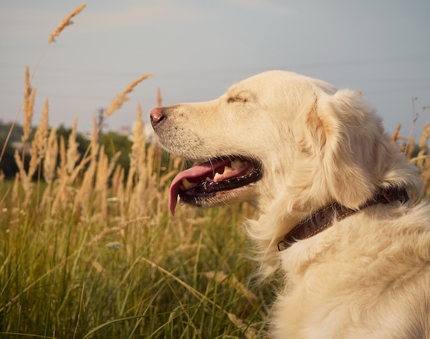 Funny retriever looking.