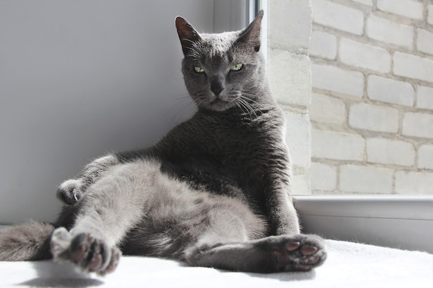 Funny Russian blue cat sunbathing on the windowsill Cat in a funny pose enjoying the spring sun