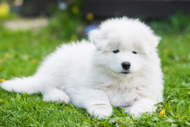 Funny Samoyed puppy on the green grass