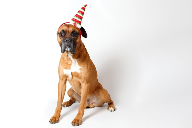 Funny santa dog on white background