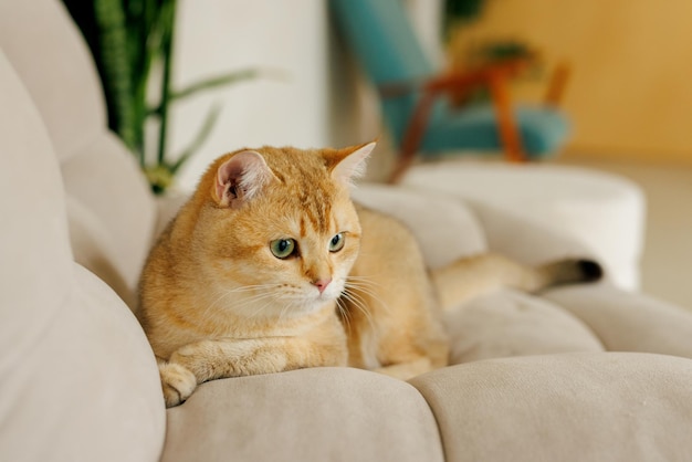 Funny Scottish Fold cat with beautiful big eyes