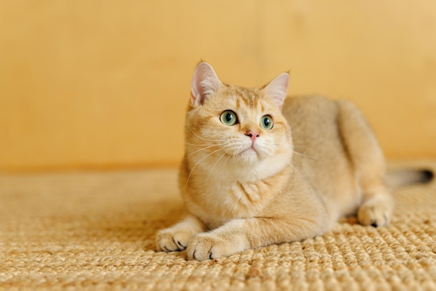 Funny Scottish Fold cat with beautiful big eyes