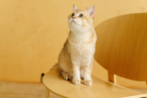 Funny Scottish Fold cat with beautiful big eyes