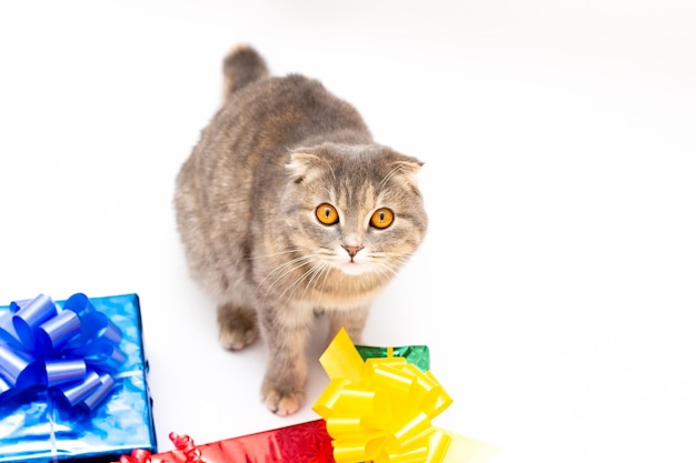 Funny scottish fold cat with red blue pink gift box